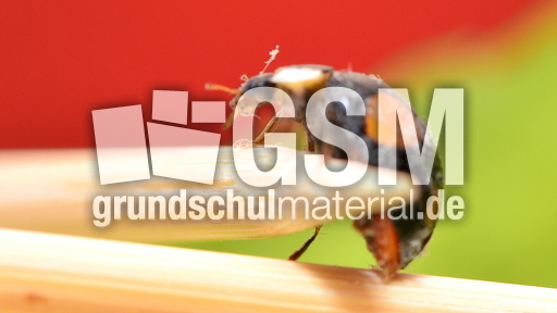 Asiatischer Marienkäfer (15).JPG